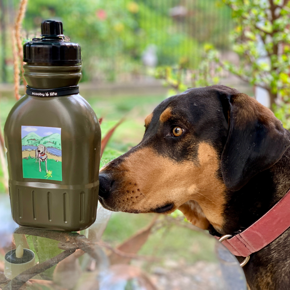 WaterBottleforDogs32ozCanteenw