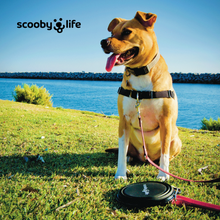 Scoobylife XL Black Collapsible Dog Bowl & Fishin' Trails 2 - 25 More Hikes for Eastern Sierra Wild Trout Book Gift Set