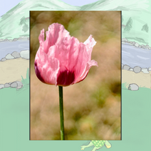 Signed Options for In-Person Purchase Only! Includes Shipping: Inspirations from Fwiends - A Collection from Scooby Smith’s “Say Hello” Hard Cover Garden Book 1