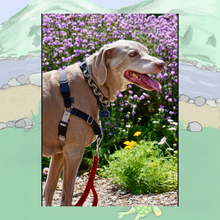 Signed Options for In-Person Purchase Only! Includes Shipping: Inspirations from Fwiends - A Collection from Scooby Smith’s “Say Hello” Hard Cover Garden Book 1