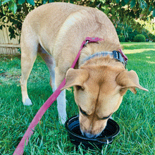 Scoobylife XL Black Collapsible Travel Dog Bowl for Large Breed Dogs