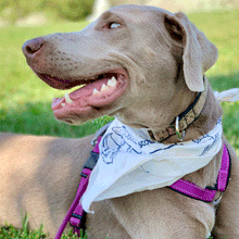 Scoobylife Custom Illustrated Scooby & Cabella Mountain Hiking 100% Cotton Off-White Bandana 3 Pack